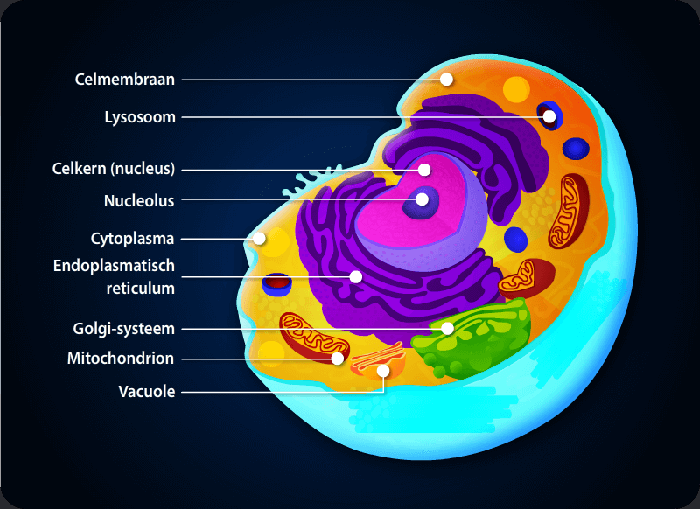 Cellen cel Nationale Vereniging Nederland Cellen cel Nationale Vereniging Nederland
